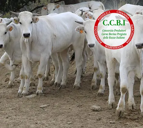 Carne di Chianina certificata IGP a Roma