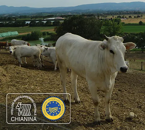 Carne di Chianina certificata IGP a Roma