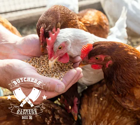 Vendita carne si pollo a Roma