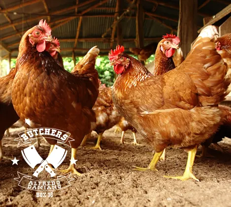 Vendita carne si pollo a Roma